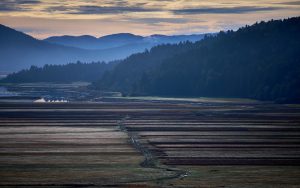 Forest above Cerkniško is Alive – sound composition with field recordings and drone by Andrej Kocan, Slovenia